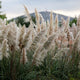 Ornamental Grasses