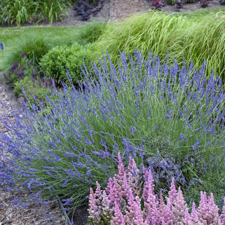 Phenomenal French Lavender - Nature Hills Nursery - Quart Container - 