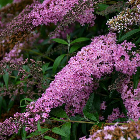 Pink Cascade Butterfly Bush - Nature Hills Nursery - #3 Container - 