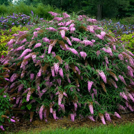 Pink Cascade Butterfly Bush - Nature Hills Nursery - #3 Container - 