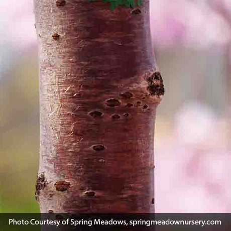 Pink Snow Showers&trade; Weeping Cherry Tree - Nature Hills Nursery - #15 Container 4 - 5 Feet Low Graft - 