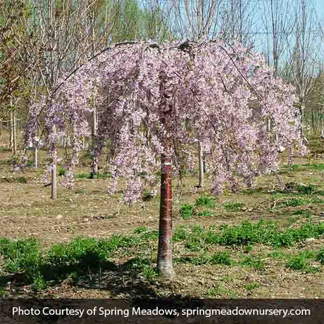 Pink Snow Showers&trade; Weeping Cherry Tree - Nature Hills Nursery - #15 Container 4 - 5 Feet Low Graft - 