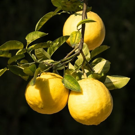 Ponderosa Lemon Tree - Nature Hills Nursery - #1 Container - 
