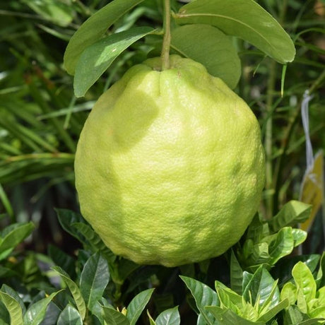 Ponderosa Lemon Tree - Nature Hills Nursery - #1 Container - 