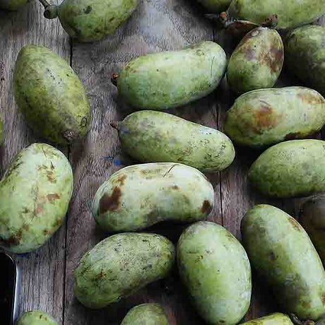 Potomac&reg; Pawpaw Tree - Nature Hills Nursery - #1 Container - 