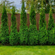 Evergreen & Privacy