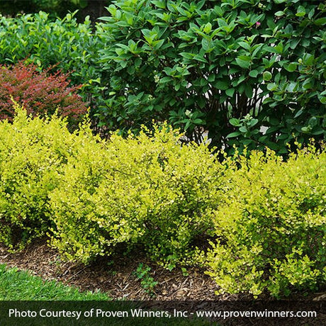 Proven Winners&reg; ColorChoice&reg; Cesky Gold&reg; Dwarf Birch - Nature Hills Nursery - #7 Container - 