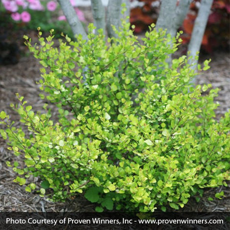 Proven Winners&reg; ColorChoice&reg; Cesky Gold&reg; Dwarf Birch - Nature Hills Nursery - #7 Container - 