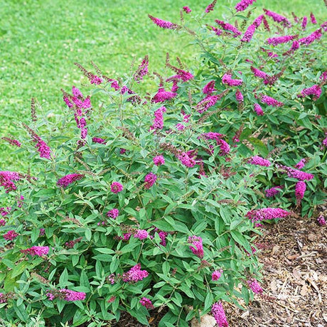 Proven Winners&reg; ColorChoice&reg; Lo & Behold&reg; Ruby Chip&reg; Butterfly Bush - Nature Hills Nursery - #3 Container - 