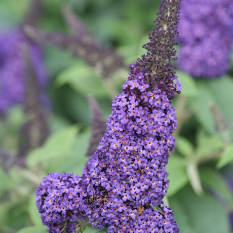 Proven Winners&reg; ColorChoice&reg; Pugster Blue&reg; Butterfly Bush - Nature Hills Nursery - #3 Container - 