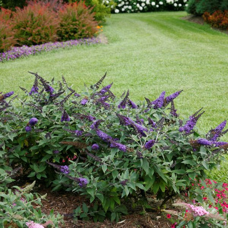 Proven Winners&reg; ColorChoice&reg; Pugster Blue&reg; Butterfly Bush - Nature Hills Nursery - #3 Container - 