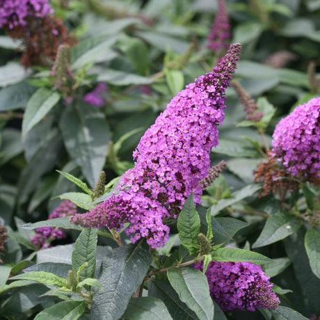 Proven Winners&reg; ColorChoice&reg; Pugster Periwinkle&reg; Butterfly Bush - Nature Hills Nursery - #3 Container - 