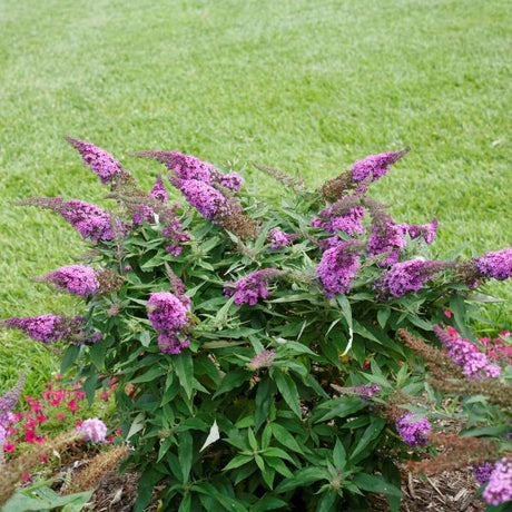 Proven Winners&reg; ColorChoice&reg; Pugster Periwinkle&reg; Butterfly Bush - Nature Hills Nursery - #3 Container - 
