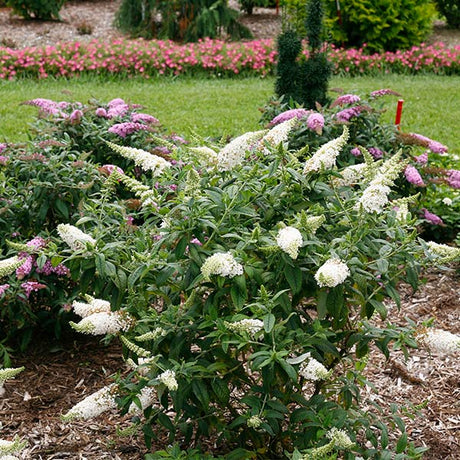Proven Winners&reg; ColorChoice&reg; Pugster White&reg; Butterfly Bush - Nature Hills Nursery - #3 Container - 