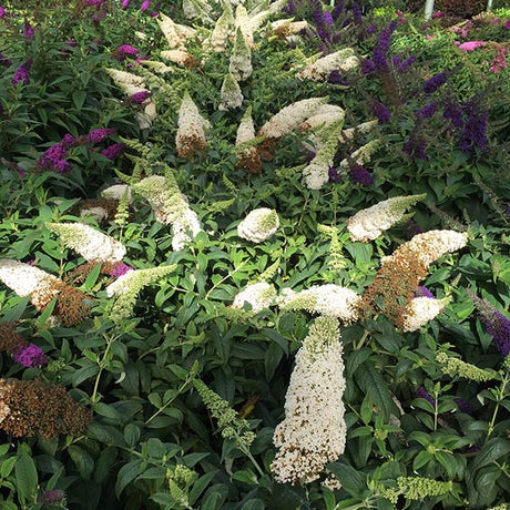 Proven Winners&reg; ColorChoice&reg; Pugster White&reg; Butterfly Bush - Nature Hills Nursery - #3 Container - 
