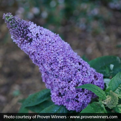 Proven Winners&reg; Color Choice&reg; Pugster&reg; Amethyst Butterfly Bush
