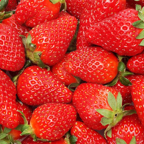 Quinault Everbearing Strawberry Plant - Nature Hills Nursery - 10 Pack Bareroot - 