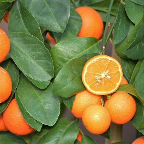 Rangpur Lime Tree - Nature Hills Nursery - 4x4x9 Inch Container - 