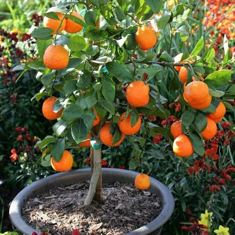 Rangpur Lime Tree - Nature Hills Nursery - 4x4x9 Inch Container - 