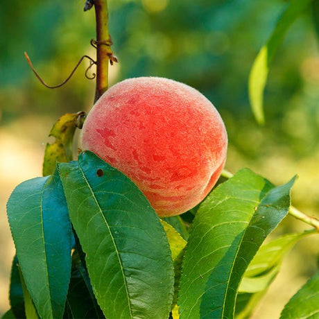 Raritan Rose Peach Tree - Nature Hills Nursery - 4 - 5 Feet Bareroot Standard Height - 