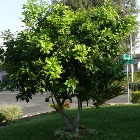 Ray Ruby Grapefruit Tree - Nature Hills Nursery - #1 Container 1 - 2 Feet - 