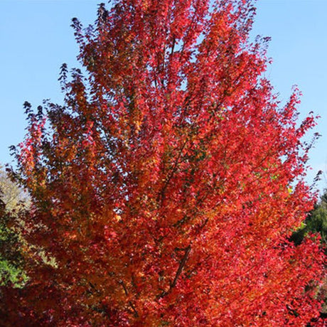 Redpointe&reg; Red Maple Tree - Nature Hills Nursery - #1 Container - 