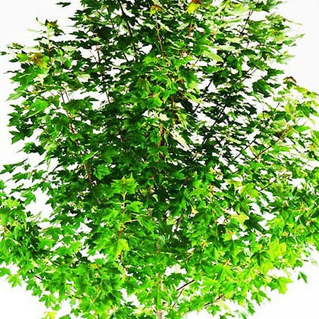 Redpointe&reg; Red Maple Tree - Nature Hills Nursery - #1 Container - 