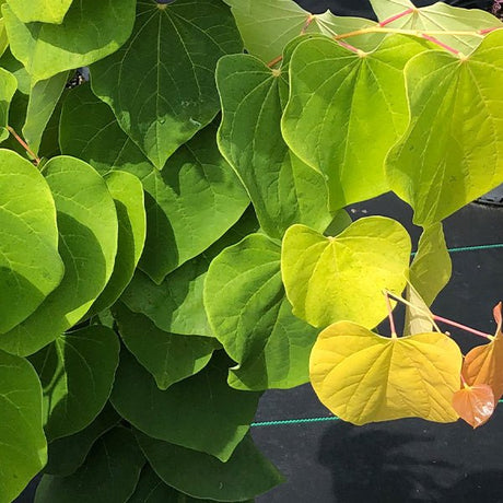Rising Sun&trade; Redbud Tree - Nature Hills Nursery - 3 - 4 Feet Bareroot - 