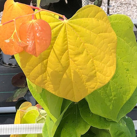 Rising Sun&trade; Redbud Tree - Nature Hills Nursery - 3 - 4 Feet Bareroot - 