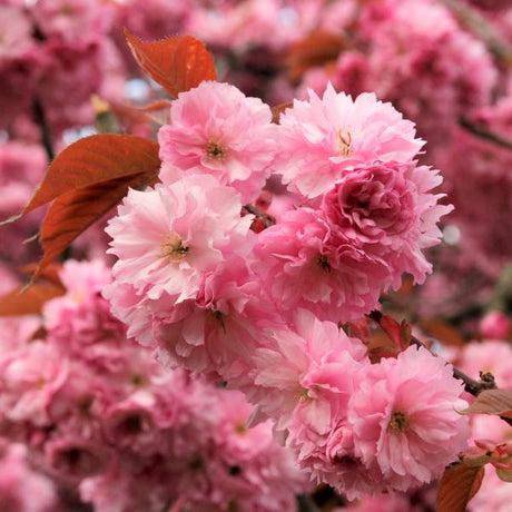 Royal Burgundy Flowering Cherry Tree - Nature Hills Nursery - #3 Container - 
