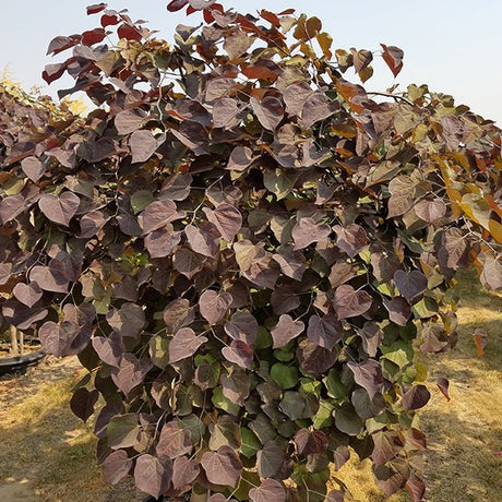 Ruby Falls Weeping Redbud - Nature Hills Nursery - 4 - 5 Feet Bareroot - 