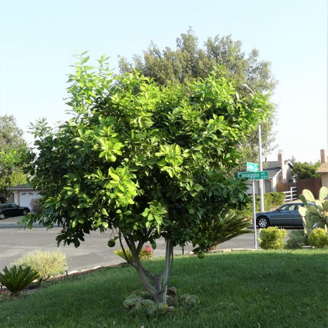 Ruby Red Grapefruit Tree - Nature Hills Nursery - #3 Container 3 - 4 Feet - 