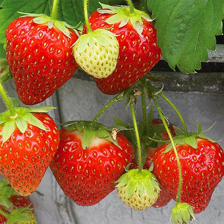 Seascape Everbearing Strawberry Plant - Nature Hills Nursery - 10 Pack Bareroot - 