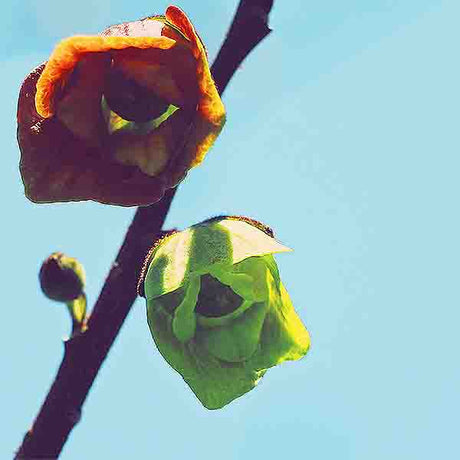 Shenandoah® Pawpaw Tree - Nature Hills Nursery - #1 Container - 