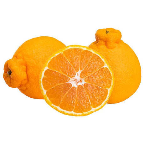 Shiranui Mandarin Tree - Nature Hills Nursery - 5x5x12 Inch Container - 
