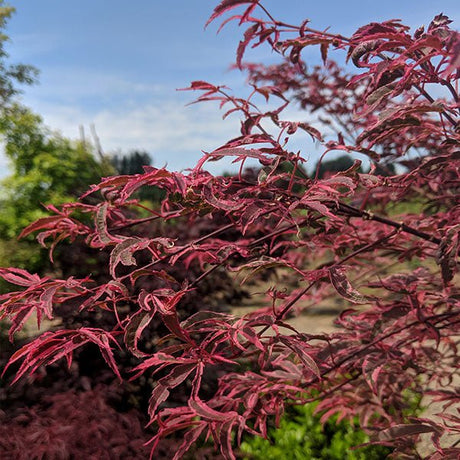Shirazz Japanese Maple Tree - Nature Hills Nursery - #2 Container 2 - 3 Feet - 