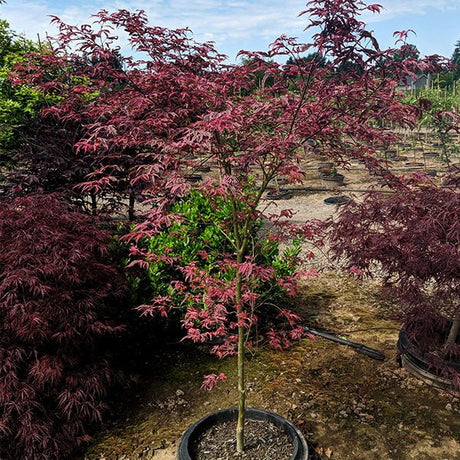 Shirazz Japanese Maple Tree - Nature Hills Nursery - #2 Container 2 - 3 Feet - 