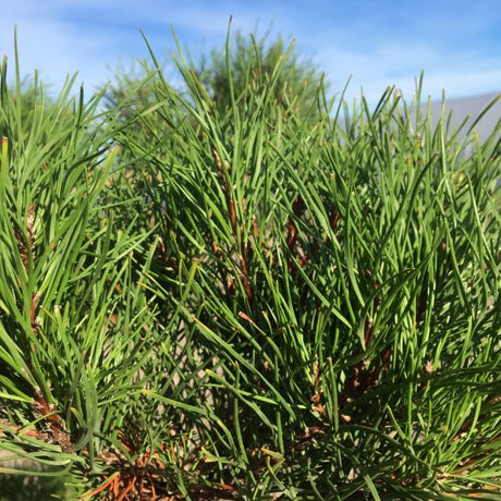 Shore Pine Tree - Nature Hills Nursery - #1 Container - 