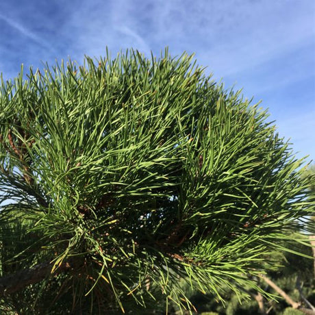 Shore Pine Tree - Nature Hills Nursery - #1 Container - 