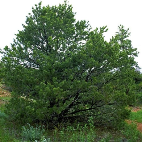 Single - Needle Pi&ntilde;&oacute;n Pine - Nature Hills Nursery - Sprinter Pot - 