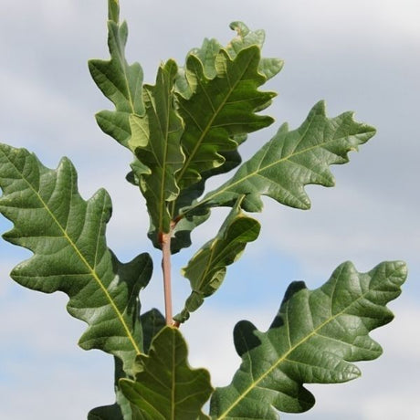 Skinny Genes&reg; Oak Tree - Nature Hills Nursery - #15 Container 7 - 8 Feet - 