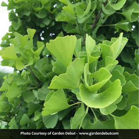 Sky Tower&trade; Ginkgo - Nature Hills Nursery - #2 Container Single Stem - 