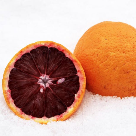 Smith Red Blood Orange Tree - Nature Hills Nursery - 4x4x9 Inch Container 1 - 2 Feet - 