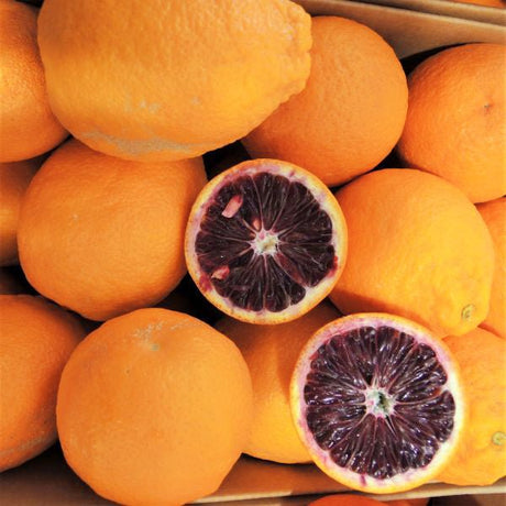 Smith Red Blood Orange Tree - Nature Hills Nursery - 4x4x9 Inch Container 1 - 2 Feet - 