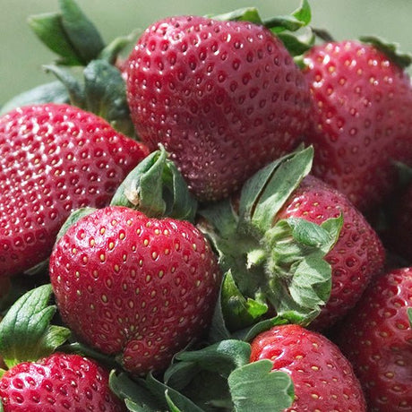 Sparkle Strawberry Plant - Nature Hills Nursery - 25 Pack Bareroot - 