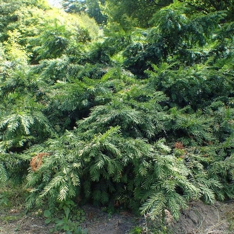 Spreading English Yew - Nature Hills Nursery - #3 Container - 