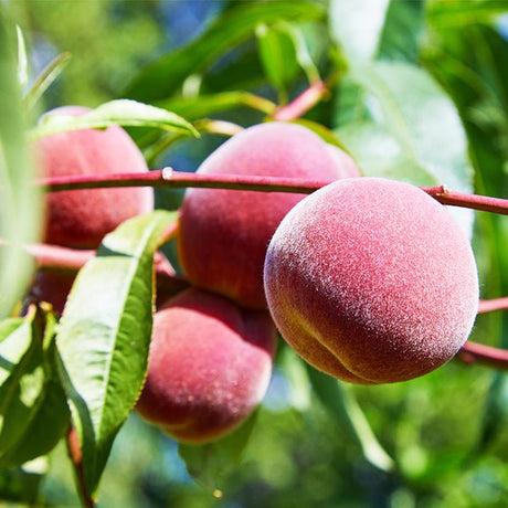 STELLAR® Autumnstar® Peach Tree - Nature Hills Nursery - 4 - 5 Feet Bareroot Standard Height - 