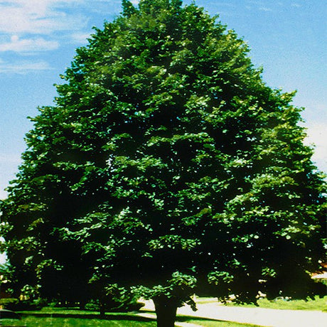 Sterling Silver Linden Tree - Nature Hills Nursery - #3 Container - 