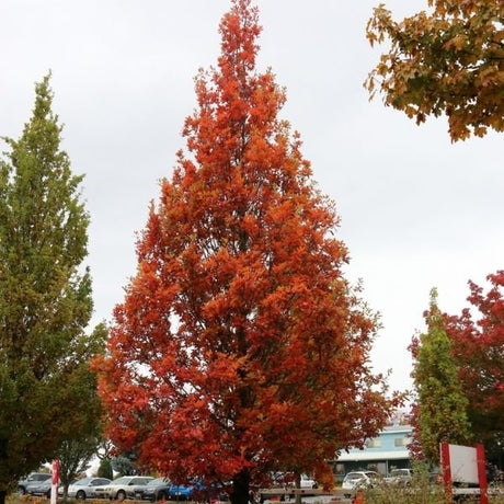 Streetspire&reg; Oak Tree - Nature Hills Nursery - #7 Container 5 - 6 Feet - 