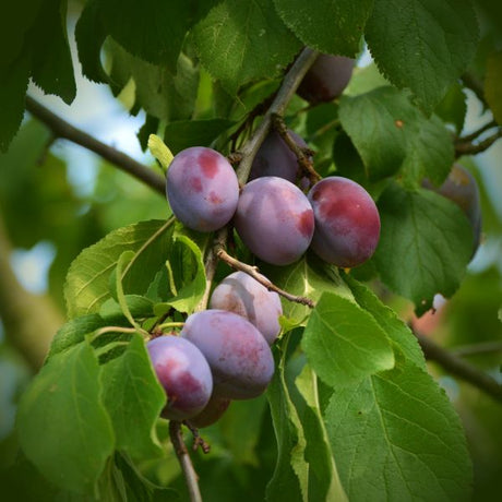 Sugar Plum Tree - Nature Hills Nursery - Paper Pot 4 - 5 Feet - 